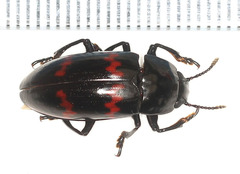 Pselaphacus rubricatus