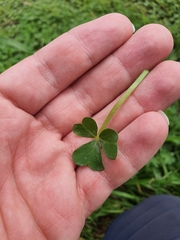 Oxalis compressa