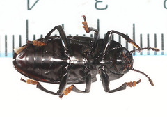 Pselaphacus rubricatus