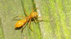 Myrmaplata plataleoides