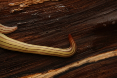 Fletchamia mediolineata