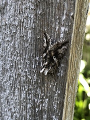 Syngrapha rectangula