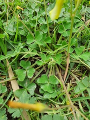 Oxalis compressa