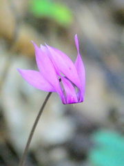 Cyclamen purpurascens