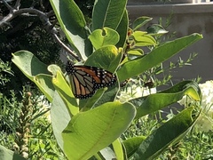Danaus plexippus