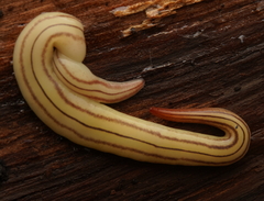 Fletchamia mediolineata