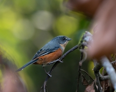 Microspingus lateralis