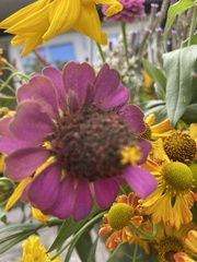 Zinnia elegans