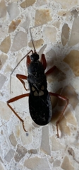 Ectomocoris melanogaster