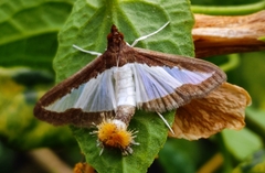 Diaphania