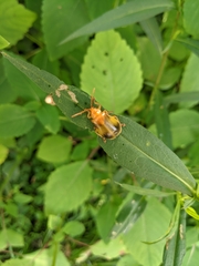 Monocesta coryli