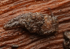 Cystopelta purpurea
