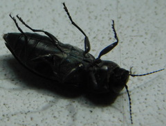 Melanophila acuminata