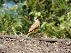 Machetornis rixosa