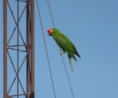 Psittacara erythrogenys