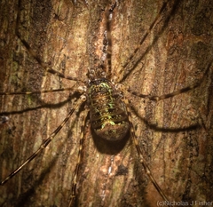 Neopantopsalis pentheter