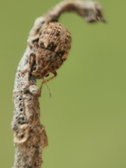 Araecerus