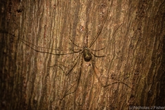 Neopantopsalis pentheter