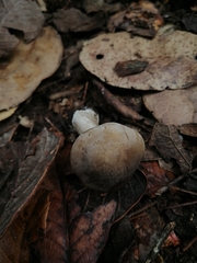 Lyophyllum