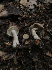 Lyophyllum