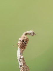 Araecerus