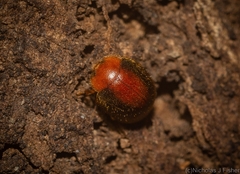 Coccinelloidea