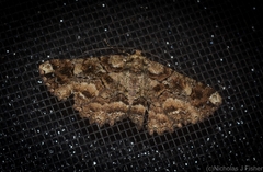 Paradromulia ambigua