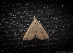 Trigonistis asthenopa