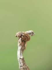 Araecerus