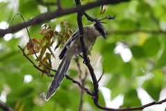 Cyanopica cyanus