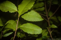 Denhamia bilocularis