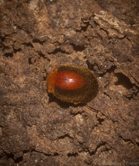 Coccinelloidea