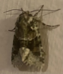 Lacinipolia explicata