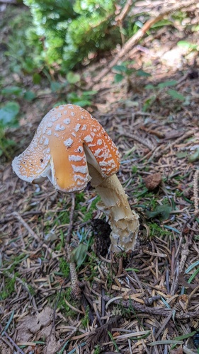 Amanita muscaria