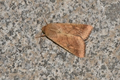 Helicoverpa armigera