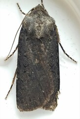 Euxoa velleripennis
