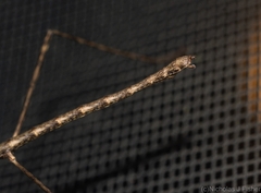 Candovia granulosa