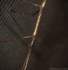 Candovia granulosa