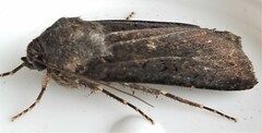 Euxoa velleripennis