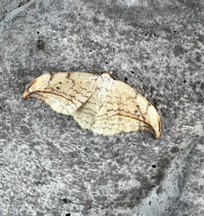 Drepana arcuata