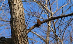 Lepidocolaptes angustirostris