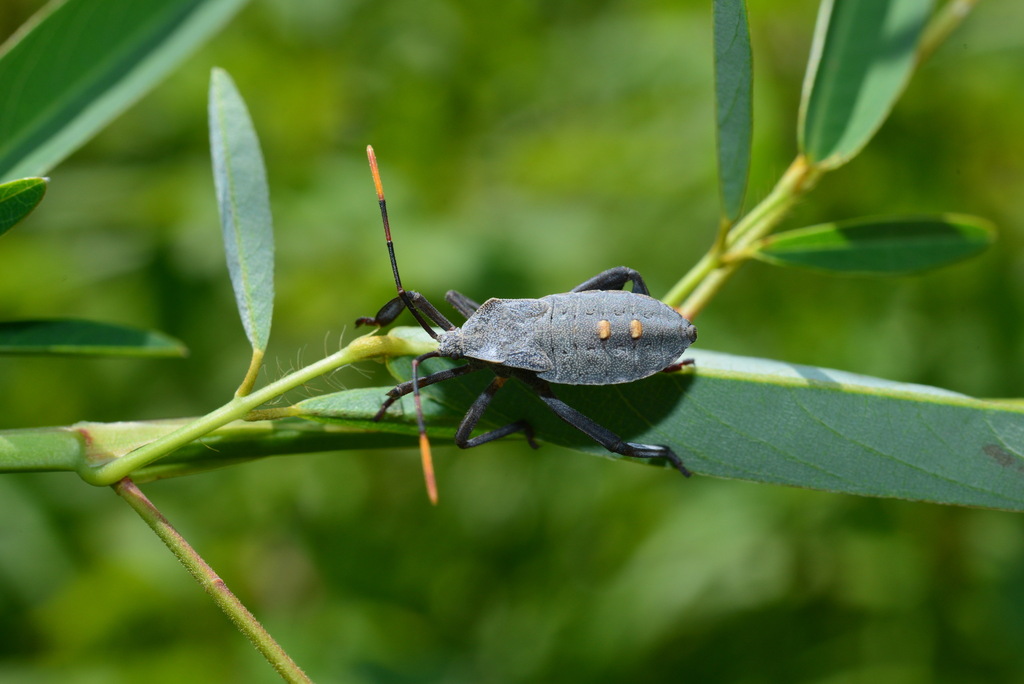 Anoplocnemis Phasianus From 369台灣苗栗縣卓蘭鎮卓蘭段2667地號 On September 09, 2022 