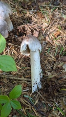 Tricholoma virgatum