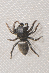 Heliophanus kochii