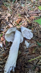 Tricholoma virgatum