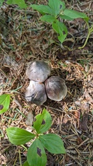 Tricholoma virgatum
