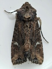 Helotropha reniformis