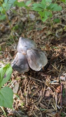 Tricholoma virgatum