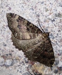 Triphosa dubitata
