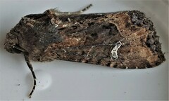 Helotropha reniformis